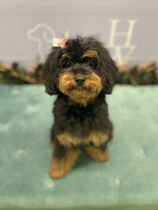 cavoodle breeders qld