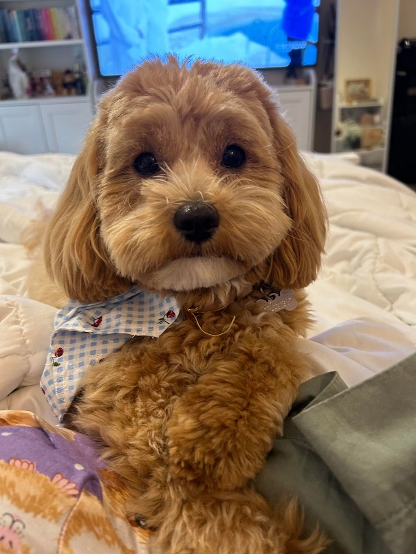 cavoodle puppies gold coast