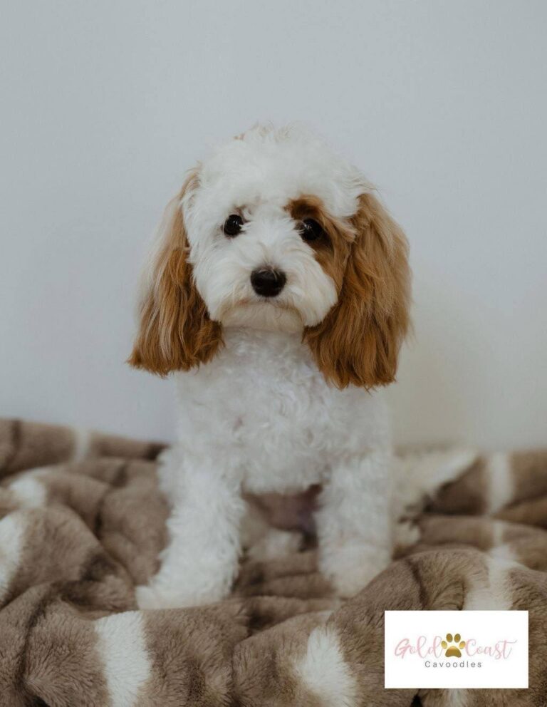Bella the Cavoodle