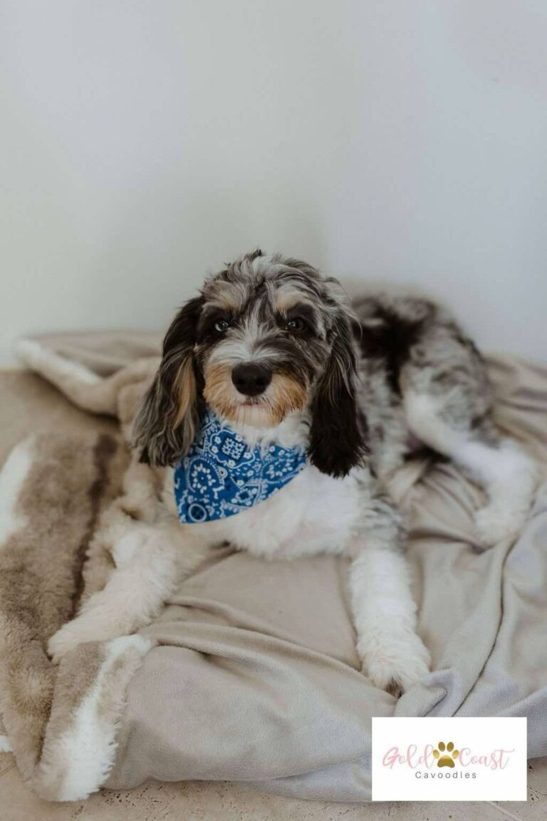 Cavoodle Mama