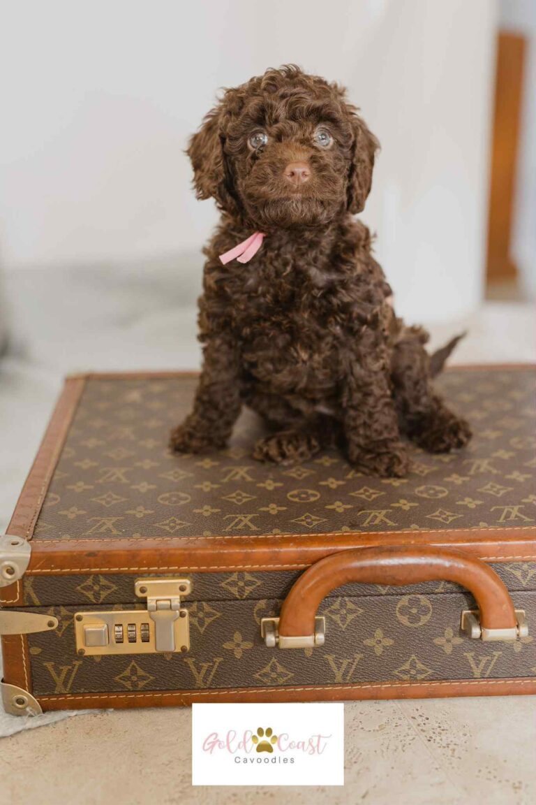 cavoodle mum