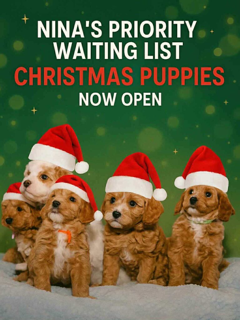 christmas cavoodle puppies